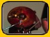 bateria